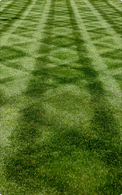Unlike Fertilizer, Provides Long-Term Results
