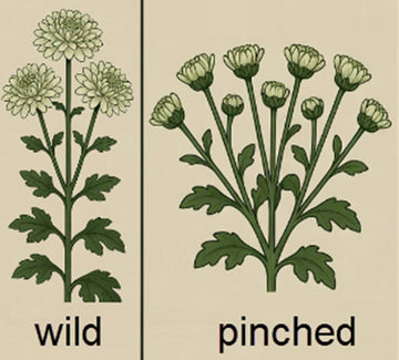 Why Plants get Bushier When you Pinch the Tops: Apical Dominance