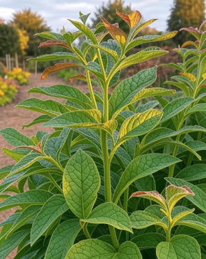 Autumn - A Fabulous Time to Plant Perennials