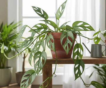 Epipremnum Pinnatum 'Cebu Blue'