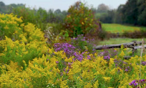 Wrapping Up Summer, Gearing Up for Fall Veggies, and Soil Prep