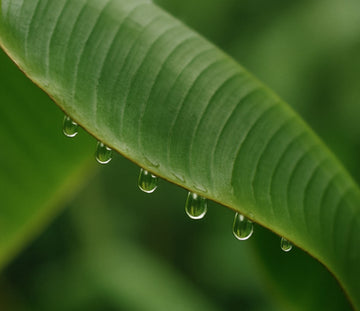 Why is Water Dripping Out of my Plant?