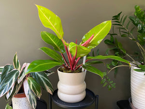 Phildendron Prince of Orange