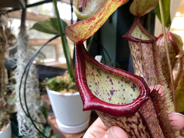 Nepenthes Miranda