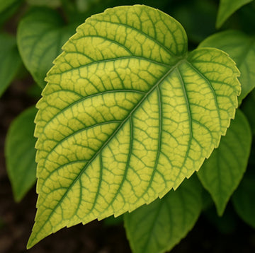 Interveinal Chlorosis