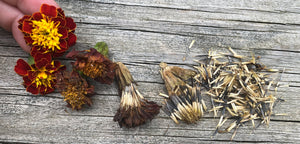 Pro Tips in Seed Gathering and Saving Your own Seeds