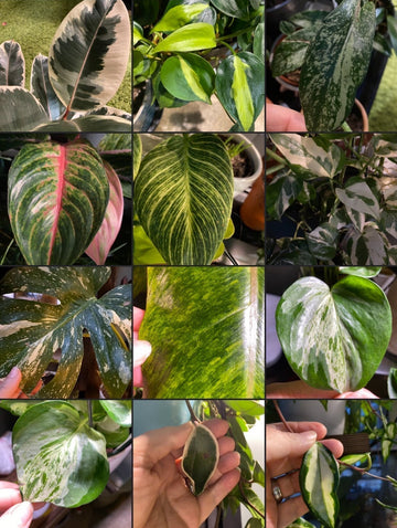 What in the Variegation is This?