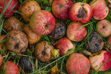 Scabby apples indicating poor soil health