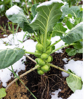 November Garden Tips