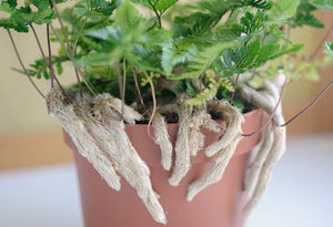 The Thing Called Thigmotropism