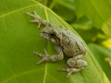 tree frog