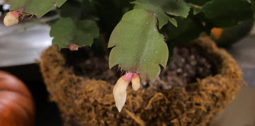 Chill to Thrill: Vernalization’s Bloom Switch