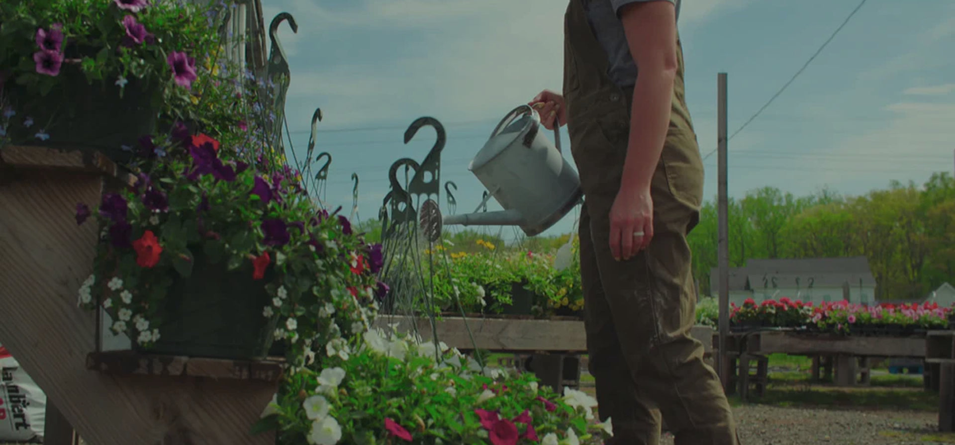 Ditch the Fertilizer and Transform Your Turf