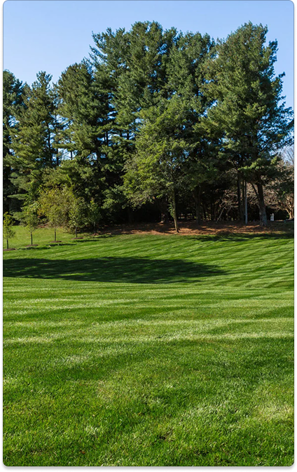 Greener Healthier Grass with Less Watering
