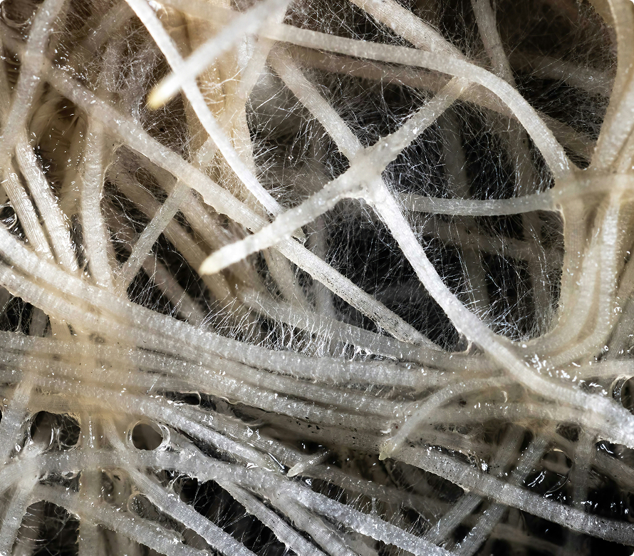 3. Nutrient Availability & Salinity