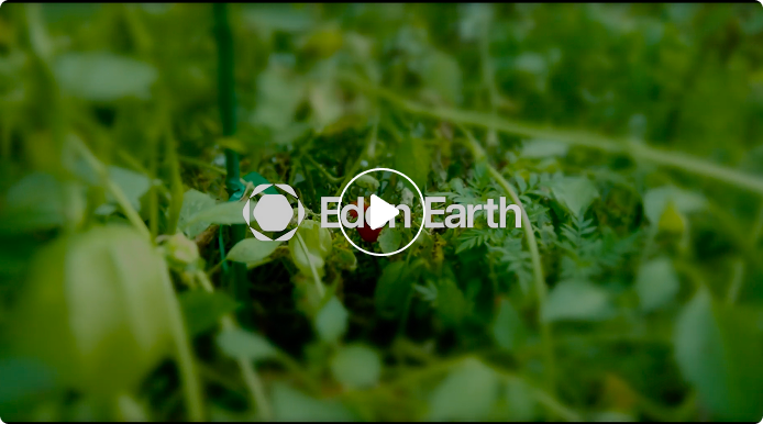 Turn Your Soil Into a Regenerative Oasis